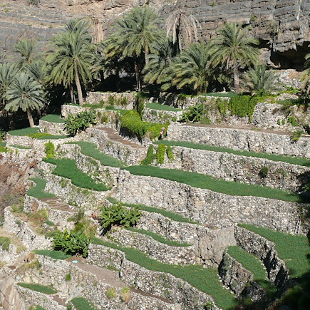 Randonnée Oman Canyon et oasis