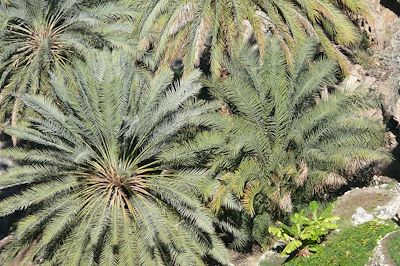 Palmeraie - Oman