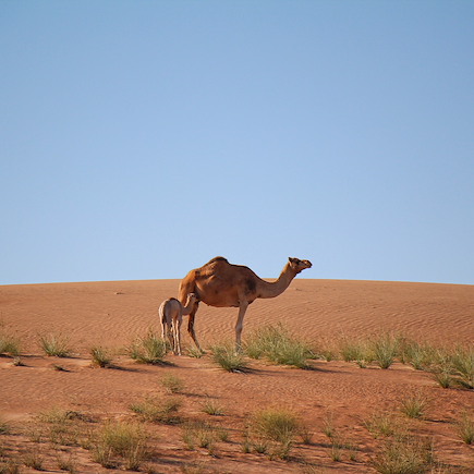 Randonnée Oman Canyon et oasis