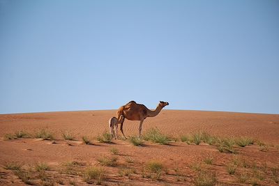 Dromadaires - Wahiba Sands - Oman