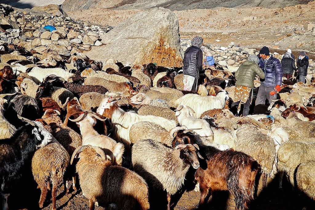 Voyage Transhumance avec les bergers de Shimshal 1