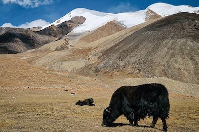 © Daniel Le Cunff - Yack - Shuijerab - Pakistan Yack - Shuijerab - Pakistan