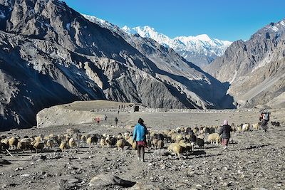 © Daniel Le Cunff - Transhumance - Parinsar - Pakistan Transhumance - Parinsar - Pakistan