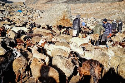 Voyage Transhumance avec les bergers de Shimshal 3
