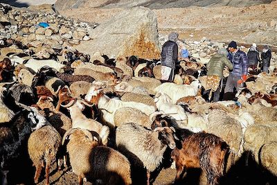 © Daniel Le Cunff - Transhumance - Shimshal - Pakistan Transhumance - Shimshal - Pakistan
