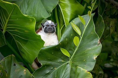 © Ignacio Yufera / Biosphoto - Tamarin de Geoffroy - Lac Gatun - Panama Tamarin de Geoffroy - Lac Gatun - Panama