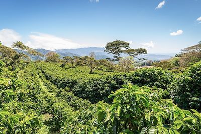 Plantation de café - Boquete - Panama