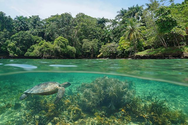 Voyage Lamantins, baleines et plages des Caraïbes !