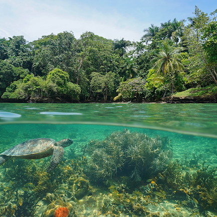 Découverte Panama