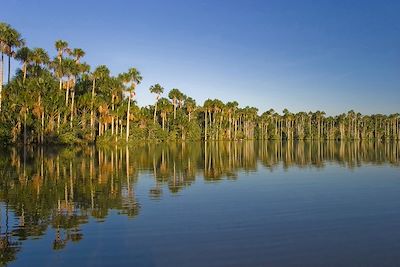 La jungle amazonienne, au Pérou