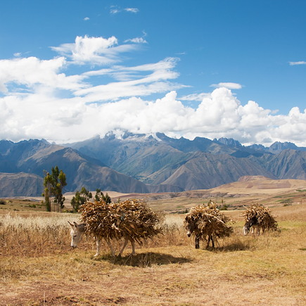 Randonnée Pérou Arequipa et Canyon de Colca