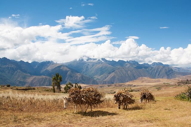 Voyage Randonnée sur les chemins des Incas