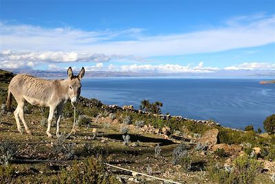Isla del Sol - Lac Titicaca - Bolivie