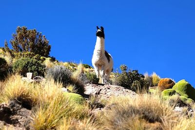 Lama - Sud Lipez - Bolivie