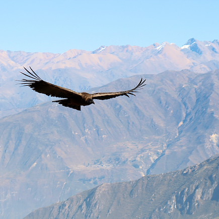 Trek Pérou Arequipa et Canyon de Colca