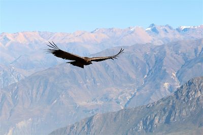 Voyage Canyon de Colca et hauts plateaux andins 2