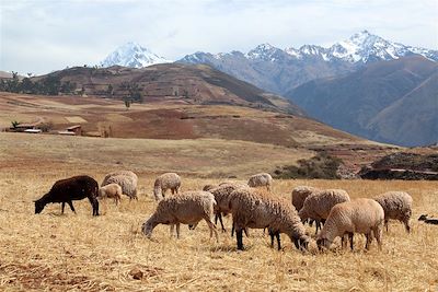 Plateau de Maras - Cordillère Vilcabamba - Cusco - Pérou