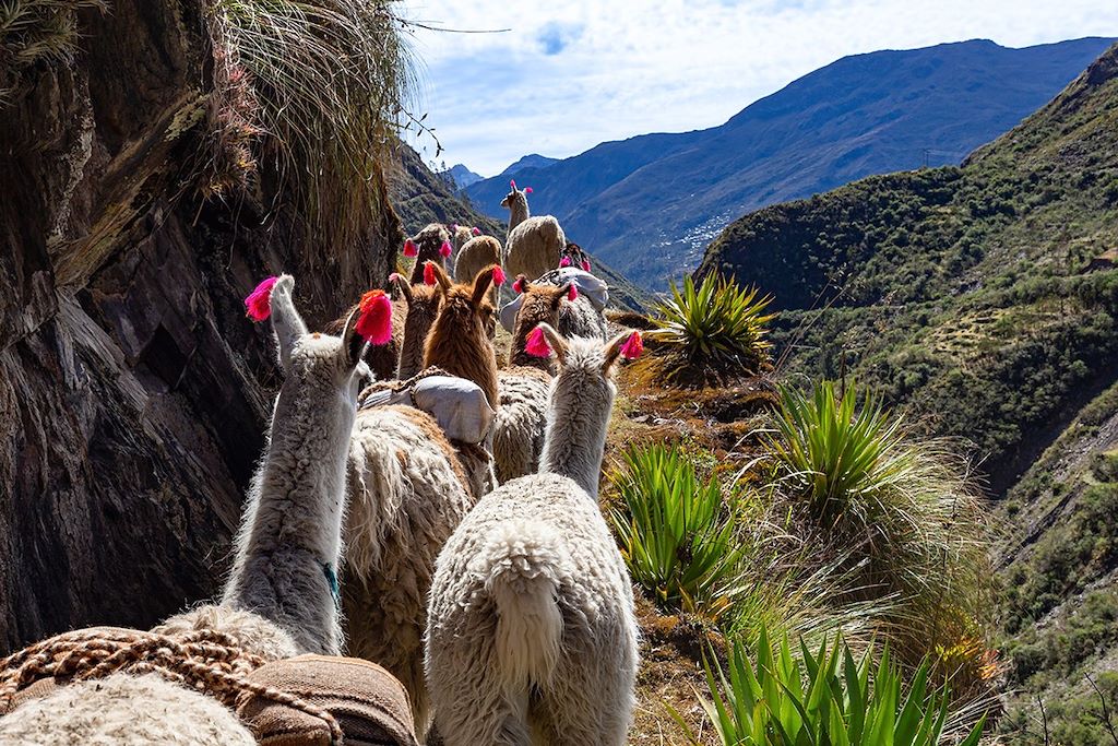 Lamas - Andes - Pérou