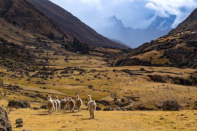 © bchyla / Adobe Stock - Lamas - Andes - Pérou Lamas - Andes - Pérou