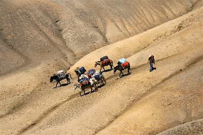 Mules - Massif de l'Ausangate - Région de Cuzco - Pérou
