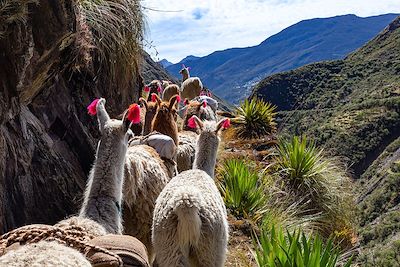 Voyage Arequipa et Canyon de Colca