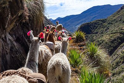 Lamas - Andes - Pérou