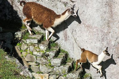 Lamas sur le site du Machu Picchu - Pérou