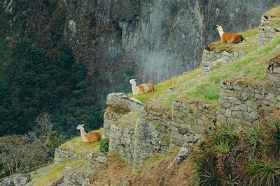 Le Machu Picchu 