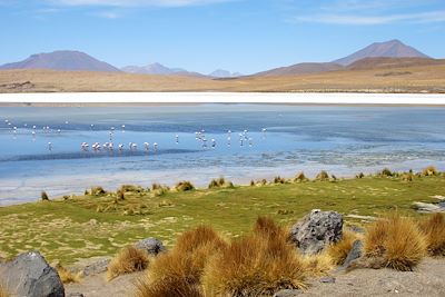 L'altiplano - Bolivie