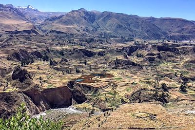 Canyon de Colca - Pérou