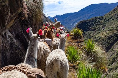 Lamas - Andes - Pérou