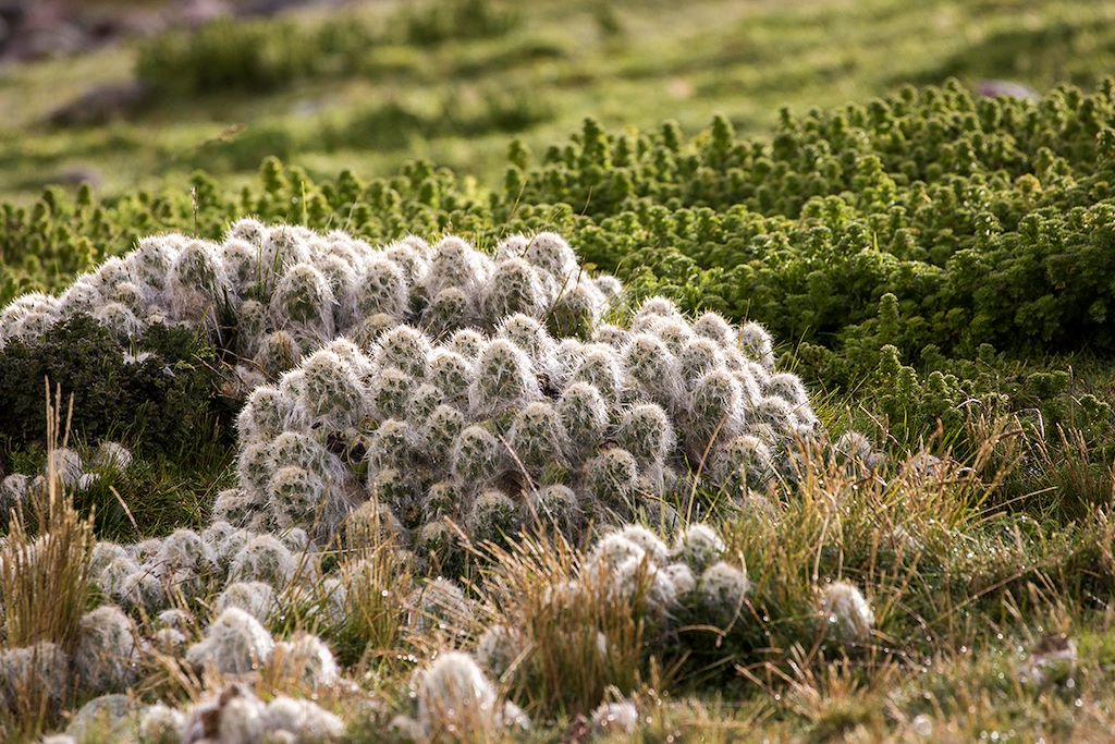 Image Tour de l'Ausangate - Nuit Chez L'Habitant Luquina - Trek Vinicunca
