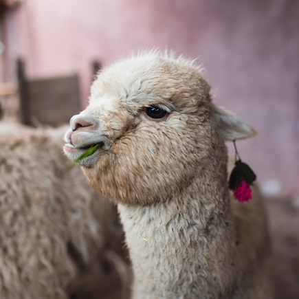 Randonnée Pérou Cuzco et Machu Picchu