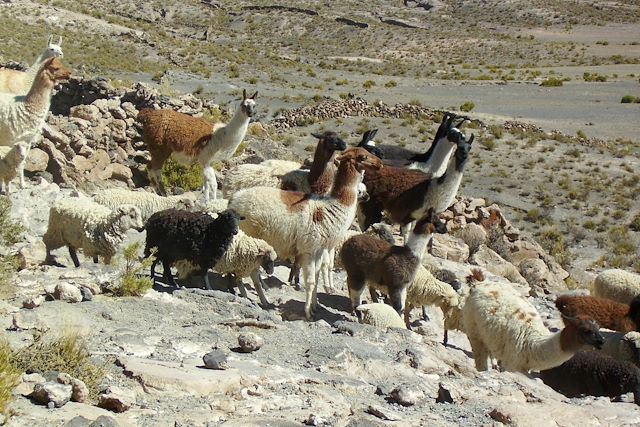 Voyage Épopée andine 