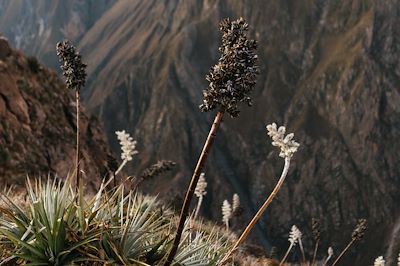 © Kike Arnaiz / Stocksy - Canyon de Colca - Pérou Canyon de Colca - Pérou