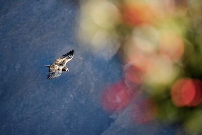 Condor - Canyon de Colca - Pérou