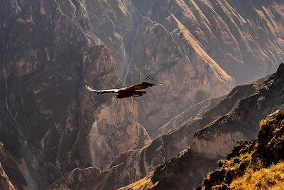 © Photogilio / Getty Images - Superbe condor des Andes survolant le canyon de Colca - Pérou Superbe condor des Andes survolant le canyon de Colca - Pérou