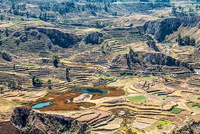 © Pauline Cornil - Canyon de Colca - Pérou Canyon de Colca - Pérou
