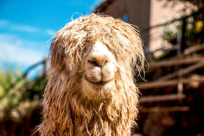 © Pauline Cornil - Lama - Pérou Lama - Pérou