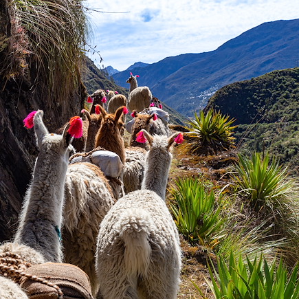 Randonnée Pérou Arequipa et Canyon de Colca