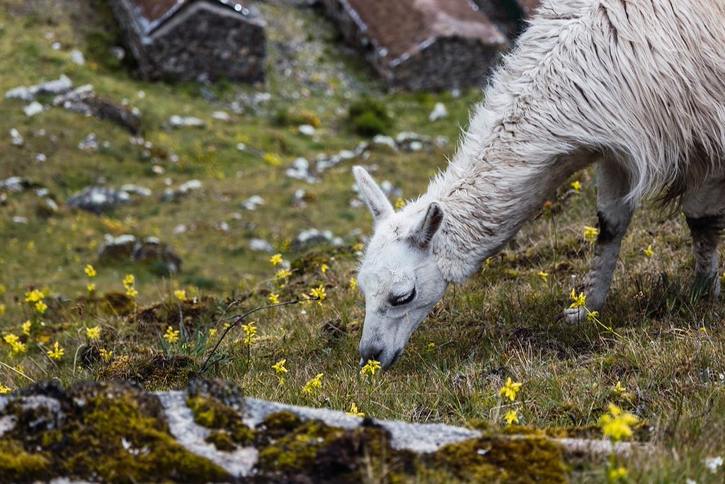 Image Trek Cusco - Choquequirao