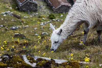 © Pedro Merino / Stocksy - Lama - Andes - Pérou Lama - Andes - Pérou