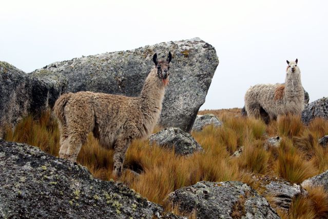 Trek - Randonnée sur les chemins des Incas