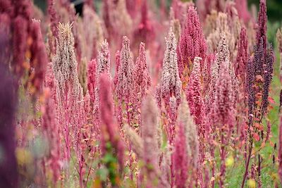 Champ de quinoa - Pérou