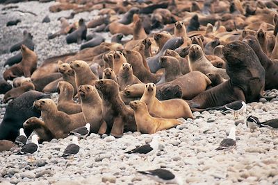 Islas Ballestas - Pérou