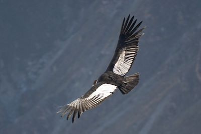 Condor - Pérou