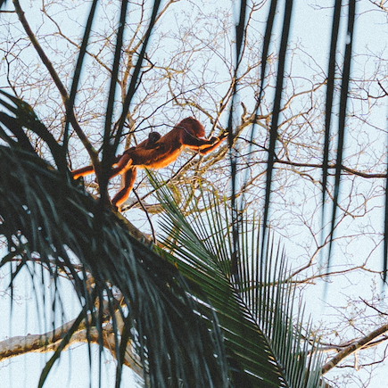 Observation animalière Pérou Arequipa et Canyon de Colca