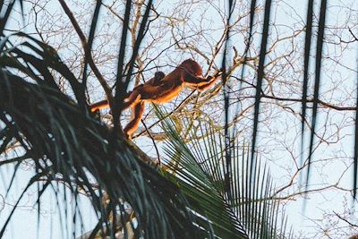 Un singe dans la jungle