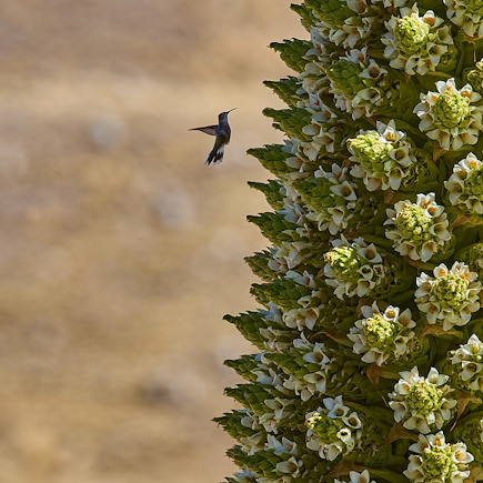 Observation animalière Pérou Arequipa et Canyon de Colca