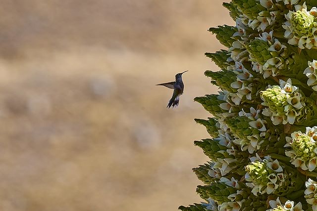 Observation animalière Pérou Arequipa et Canyon de Colca